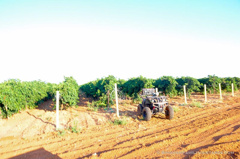 15.09.01_ _100-web | Bingham Family Vineyards 15.09.01_ _100-web