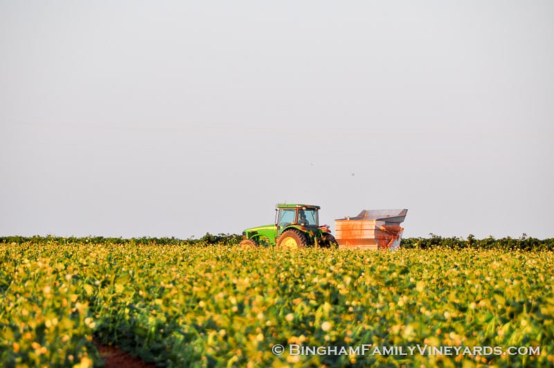 15.09.07_ _005-web | Bingham Family Vineyards 15.09.07_ _005-web