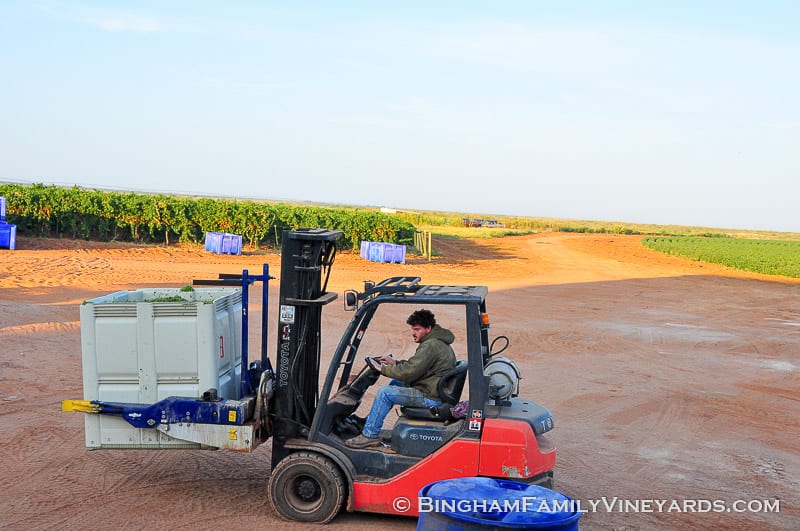 15.09.07_ _014-web | Bingham Family Vineyards 15.09.07_ _014-web