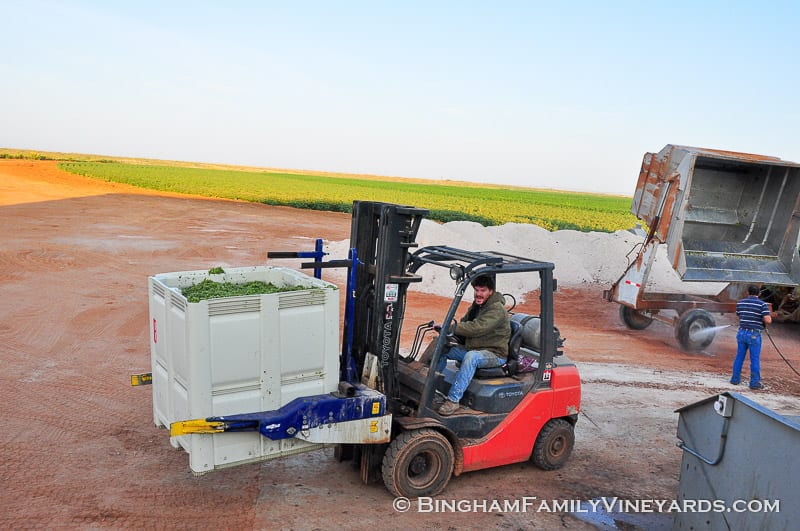 15.09.07_ _017-web | Bingham Family Vineyards 15.09.07_ _017-web