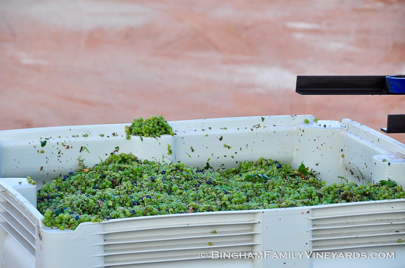 15.09.07_ _019-web | Bingham Family Vineyards 15.09.07_ _019-web