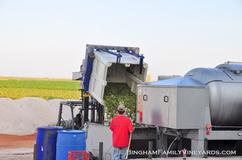 15.09.07_ _024-web | Bingham Family Vineyards 15.09.07_ _024-web