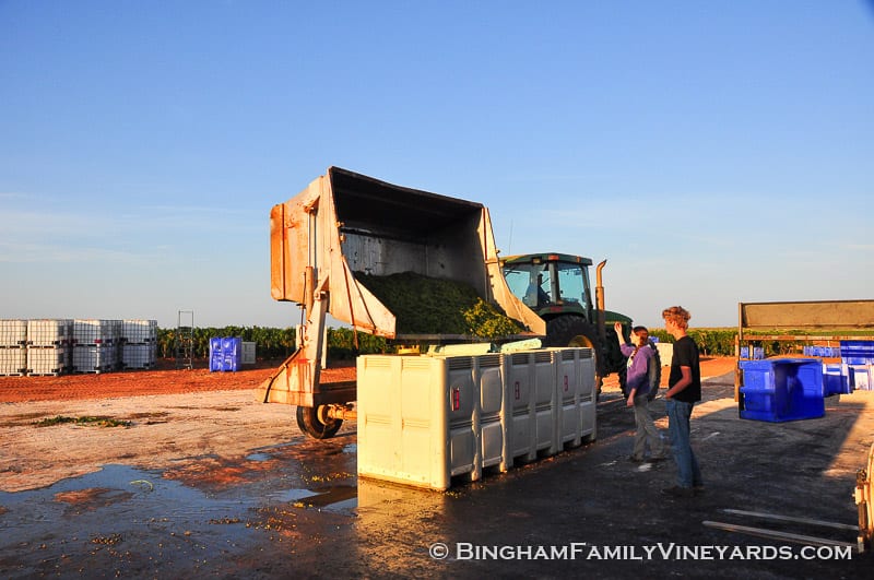 15.09.07_ _031-web | Bingham Family Vineyards 15.09.07_ _031-web
