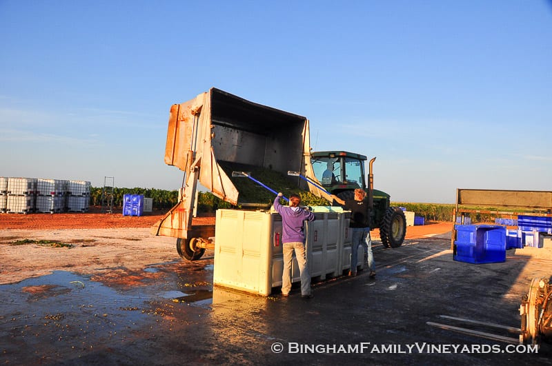 15.09.07_ _034-web | Bingham Family Vineyards 15.09.07_ _034-web
