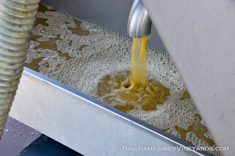 15.09.07_ _039-web | Bingham Family Vineyards 15.09.07_ _039-web