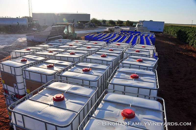 15.09.07_ _061-web | Bingham Family Vineyards 15.09.07_ _061-web