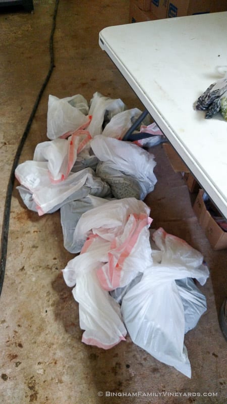 2015-08-17 12.30.24-web | Bingham Family Vineyards 2015-08-17 12.30.24-web