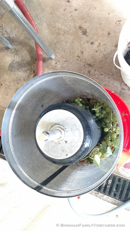 2015-08-17 12.37.01-web | Bingham Family Vineyards 2015-08-17 12.37.01-web