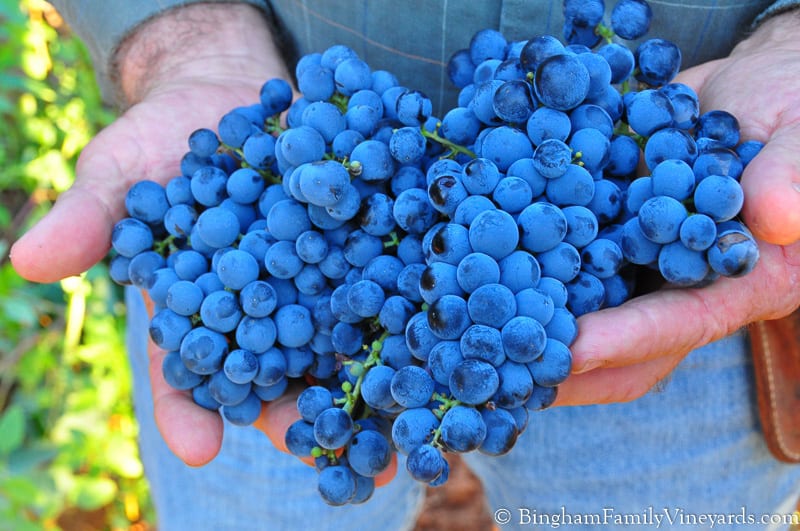 16.09.11_CliffhandsGrapes_067-800web | Bingham Family Vineyards red grapes in cliffs hands