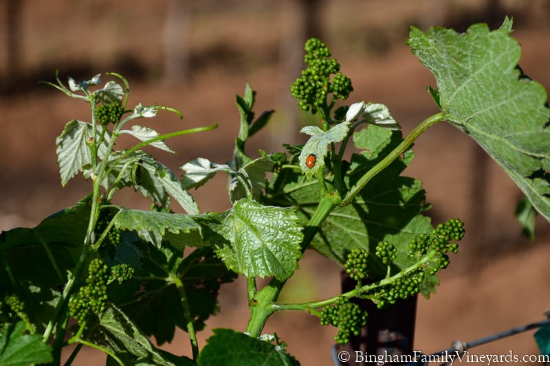 17.04.17_untitled_065-800web | Bingham Family Vineyards baby grapes on the vine