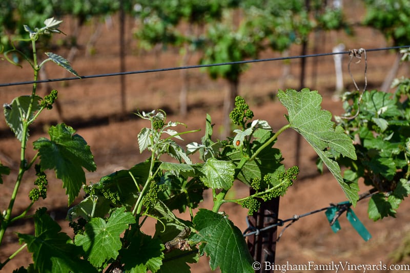 17.04.17_untitled_066-800web | Bingham Family Vineyards baby grapes on the vine