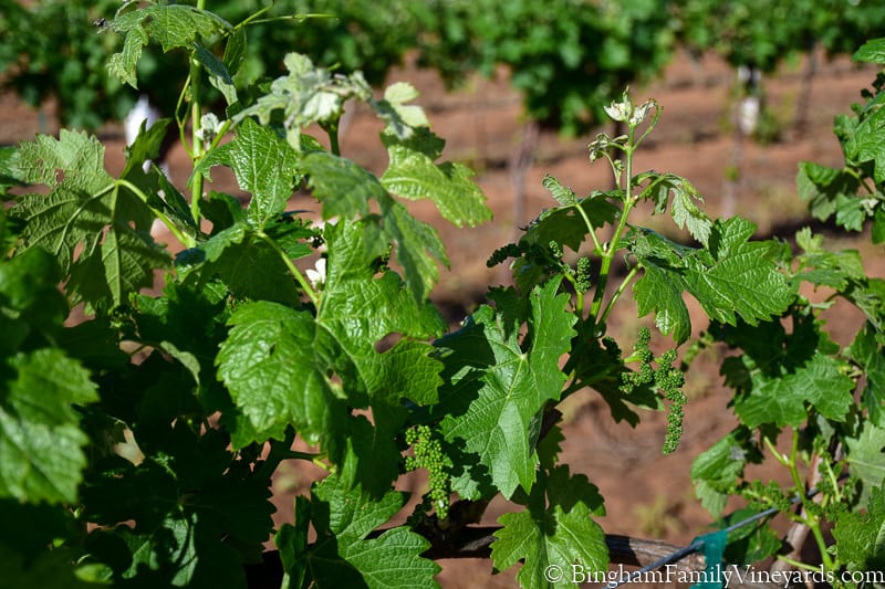 17.04.17_untitled_071-800web | Bingham Family Vineyards baby grapes on the vine