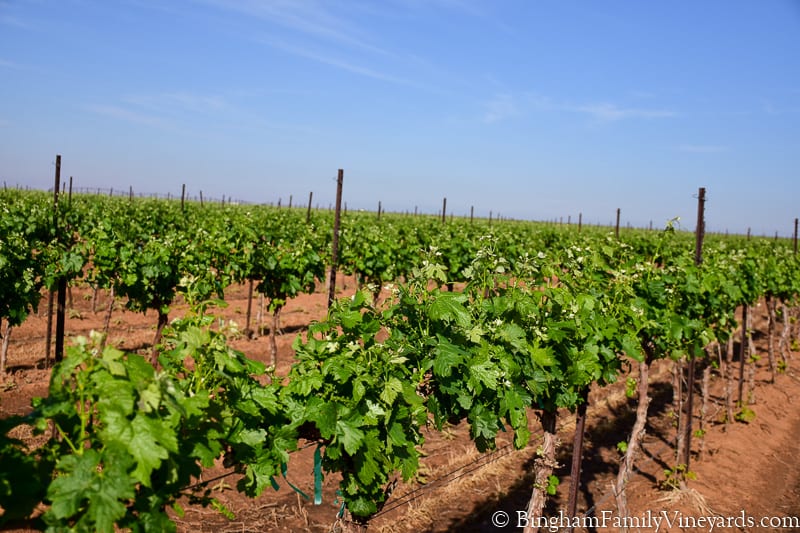 17.04.17_untitled_076-800web | Bingham Family Vineyards vineyard at Bingham Family Vineyards, Meadow, Texas