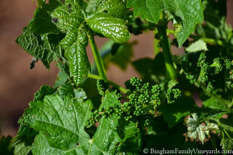 17.04.17_untitled_079-800web | Bingham Family Vineyards baby grapes on the vine
