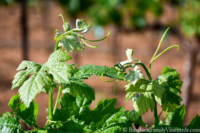 17.04.17_untitled_080-800web | Bingham Family Vineyards grapevines