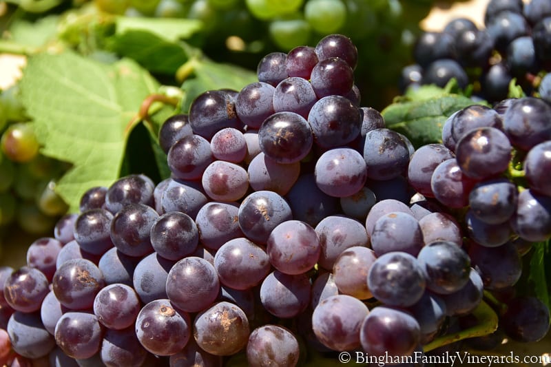 17.08.03_untitled_026-800web | Bingham Family Vineyards red grapes close up shout