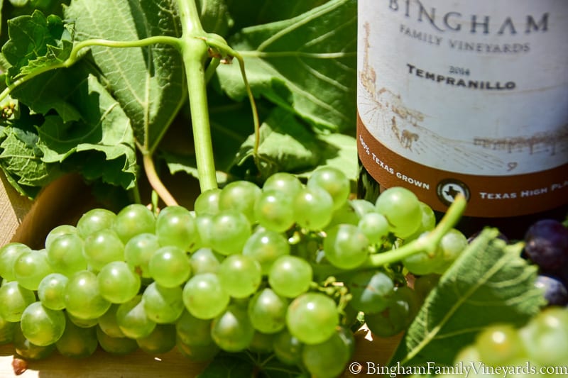 17.08.03_untitled_030-800web | Bingham Family Vineyards green grapes close up shot with 2014 Tempranillo
