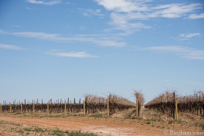 18.03.22_untitled_059-660web | Bingham Family Vineyards dormant vineyard at Bingham Family Vineyards, Meadow, Texas