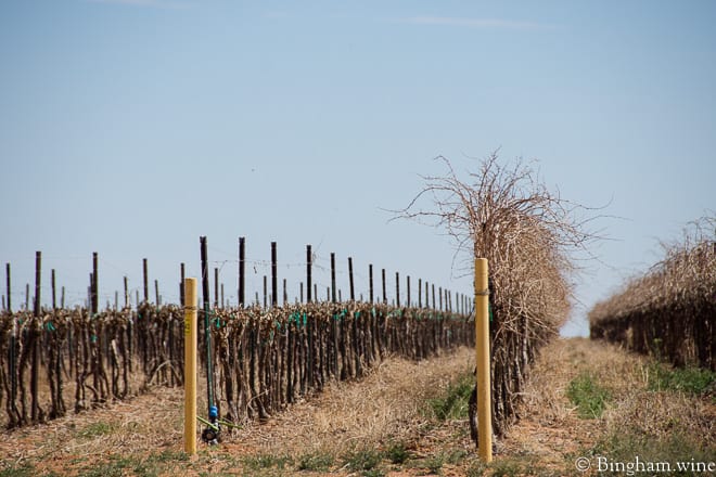 18.03.22_untitled_067-660web | Bingham Family Vineyards dormant vineyard at Bingham Family Vineyards, Meadow, Texas