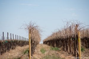 dormant vineyard at Bingham Family Vineyards, Meadow, Texas