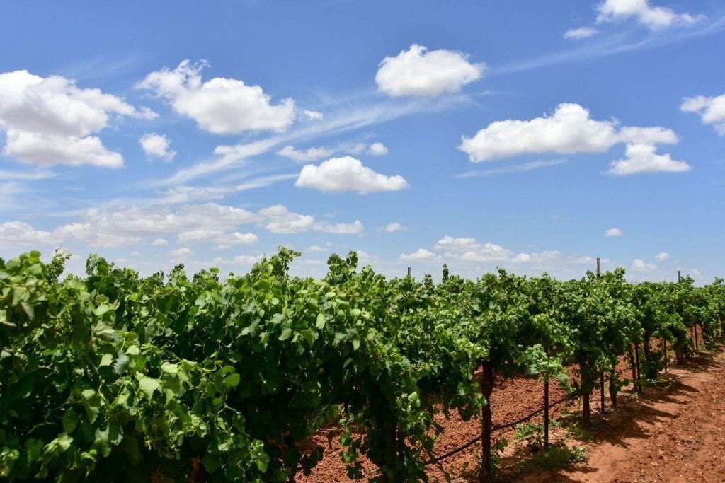 vineyards at Bingham Family Vineyards, Meadow, Texas
