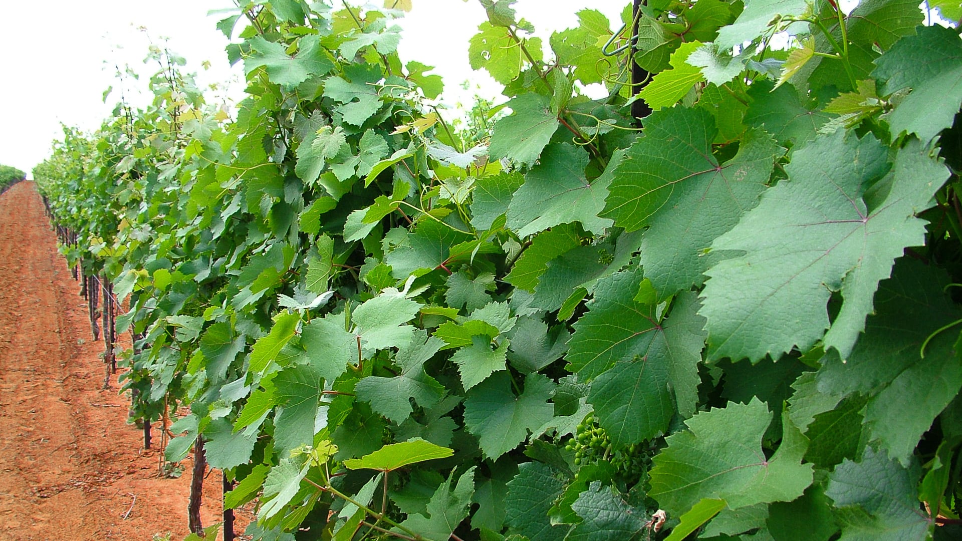 Grapevines at Bingham Family Vineyards