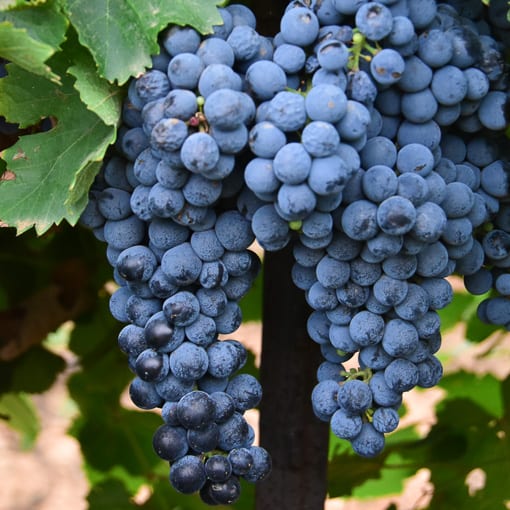17.08.21_grapes_062-510web | Bingham Family Vineyards red grapes growing at Bingham Family Vineyards