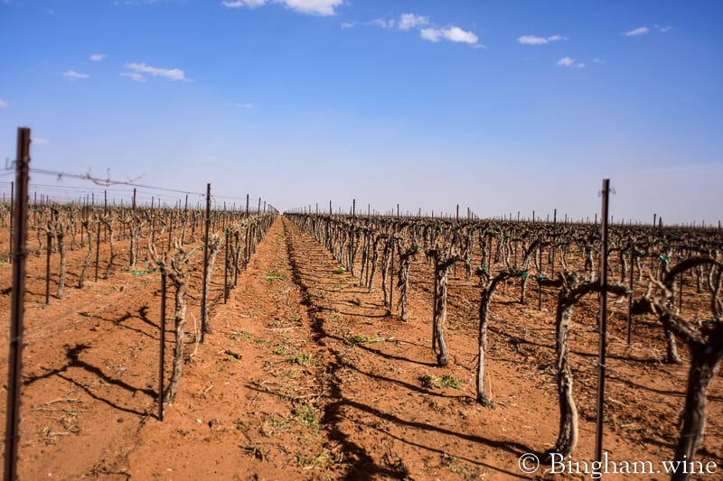 19.04.02_untitled_021-800web | Bingham Family Vineyards vineyards at bingham family vineyards meadow Texas