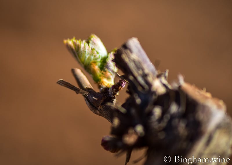 19.04.02_untitled_023-800web | Bingham Family Vineyards grape bud detail shot bingham family vineyards