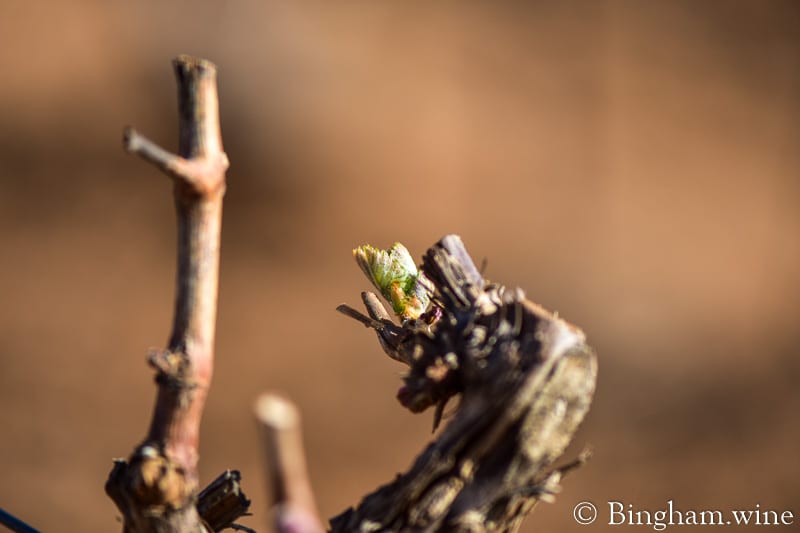19.04.02_untitled_024-800web | Bingham Family Vineyards grape bud detail shot bingham family vineyards