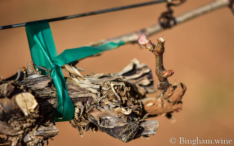 19.04.02_untitled_029-800web | Bingham Family Vineyards grape bud detail shot bingham family vineyards