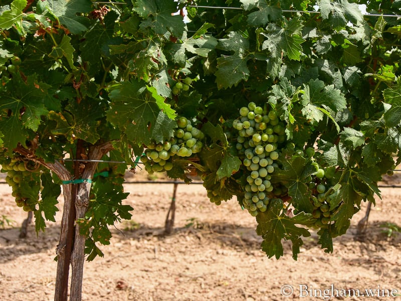 19.07.27_untitled_093-800web.4.5 | Bingham Family Vineyards vineyard bingham family vineyards