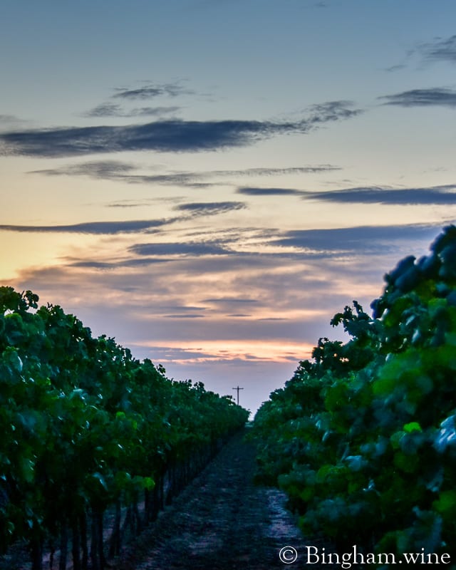 19.07.27_untitled_176-800web.4.5 | Bingham Family Vineyards vineyard at sun down bingham family vineyards meadow Texas