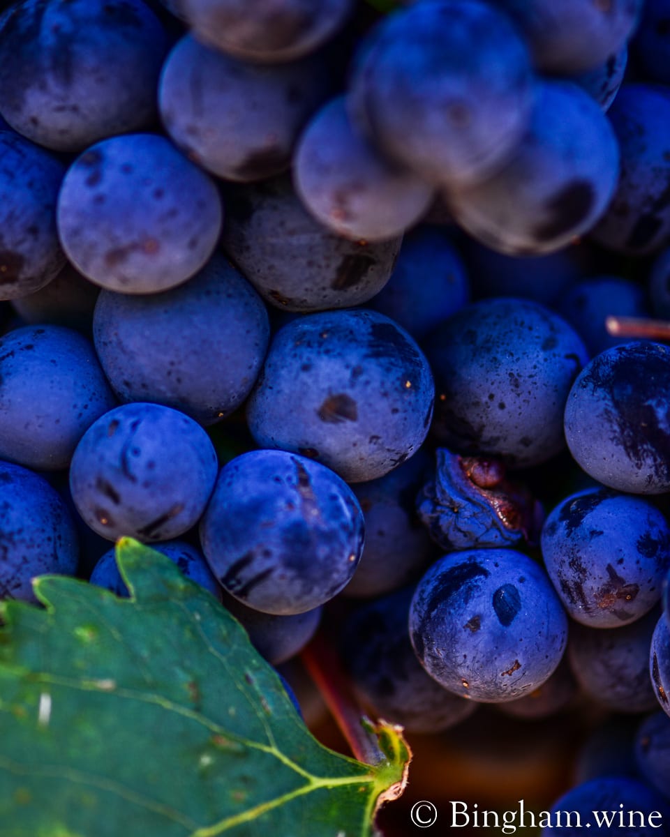 19.08.14_10Tempranillo_048.1200.web.5x4 | Bingham Family Vineyards Tempranillo grapes growing in Bingham Family Vineyards