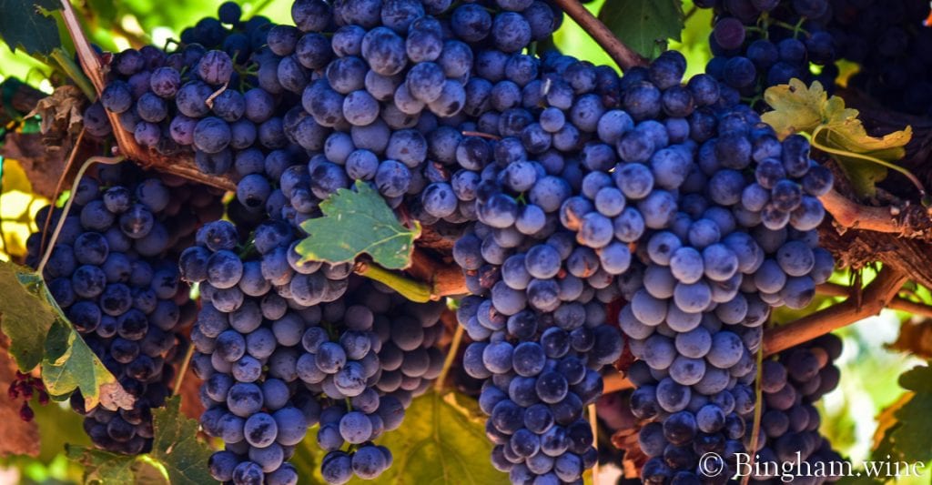 Tempranillo grapes at Bingham Family Vineyards