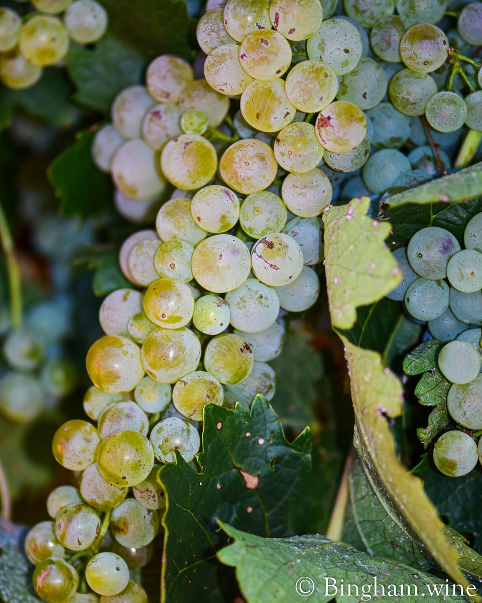 19.08.14_19Trebbiano_1061.1200.web.5x4 | Bingham Family Vineyards Trebbiano grown at Bingham Family Vineyards