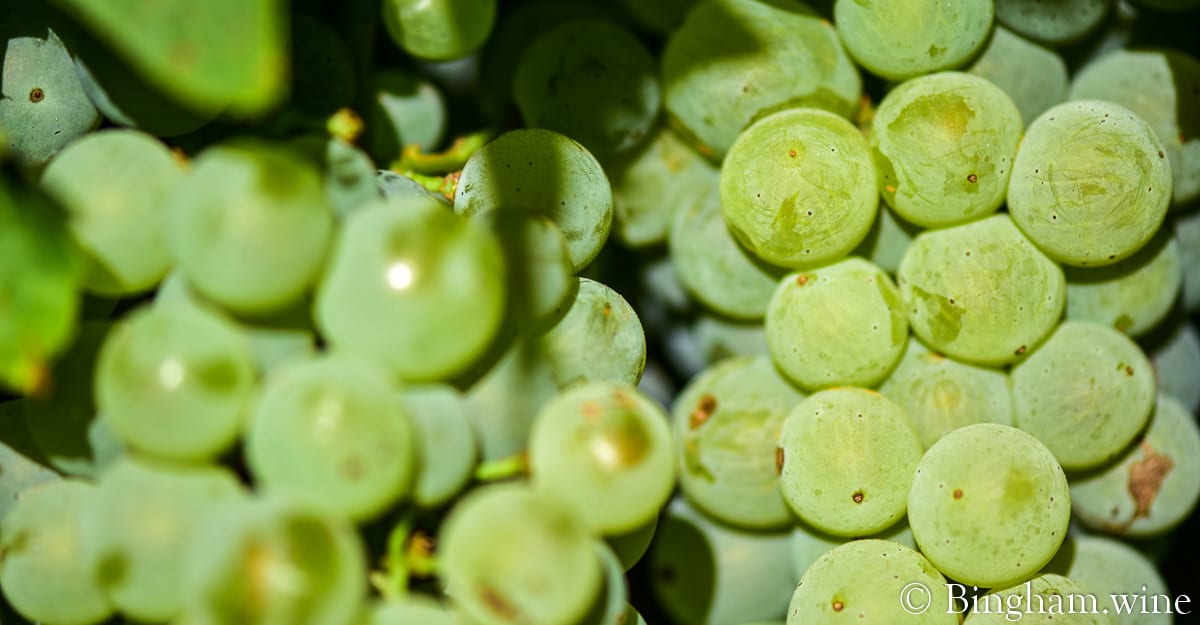 19.08.14_19Trebbiano_1072.1200web.1.92x1 | Bingham Family Vineyards Trebbiano grapes grown at Bingham Family Vineyards