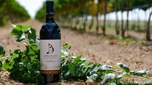 bingham vineyards family 2016 Tempranillo in vineyard