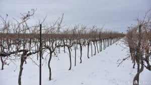 snowing vineyard at bingham family vineyards meadow Texas