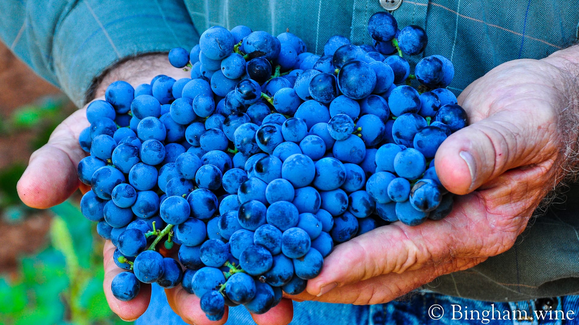 Cliff Bingham's hands holding grapes he grew at Bingham Family Vineyards