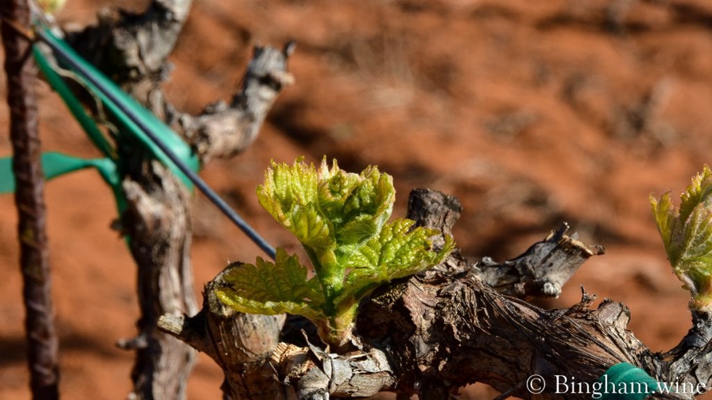 20.04.05_Carigan_045-1200x675(16x9) | Bingham Family Vineyards budding grapevine at bingham family vineyards meadow Texas