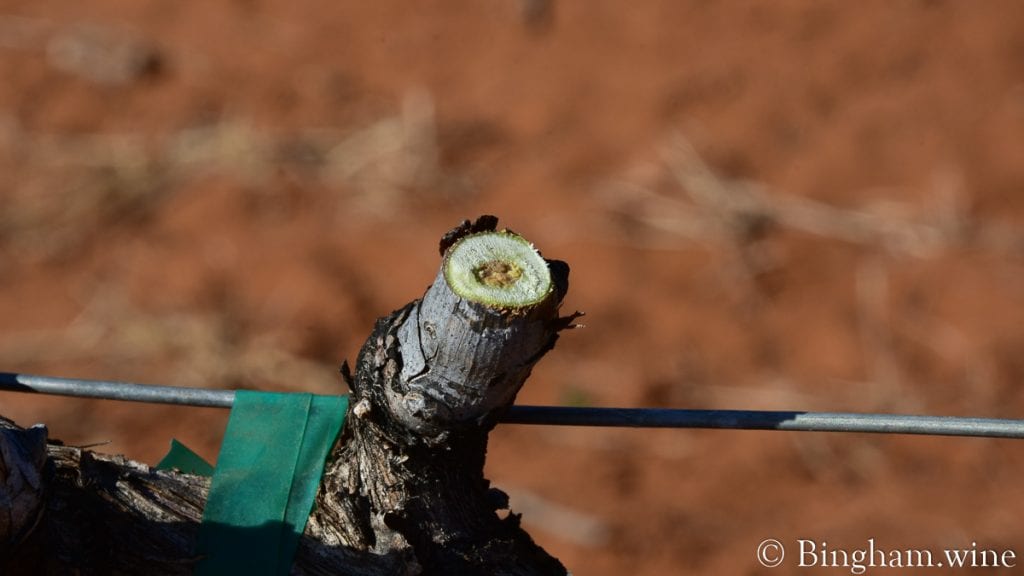 20.04.05_Carignan_046-1200x675(16x9) | Bingham Family Vineyards budding grapevine at bingham family vineyards meadow Texas