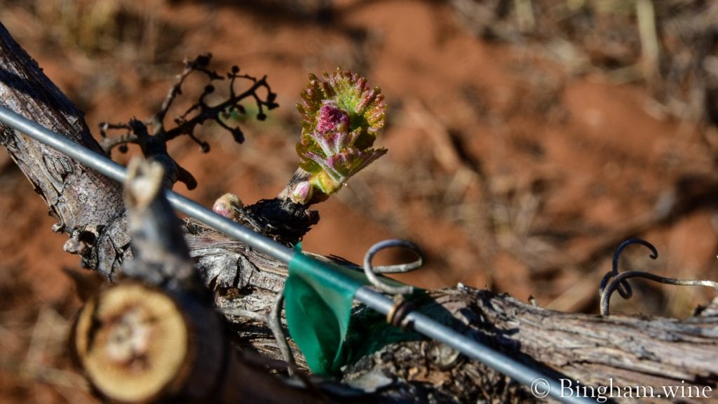 20.04.05_Graciano_018-1200x675(16x9) | Bingham Family Vineyards budding grapevine at bingham family vineyards meadow Texas