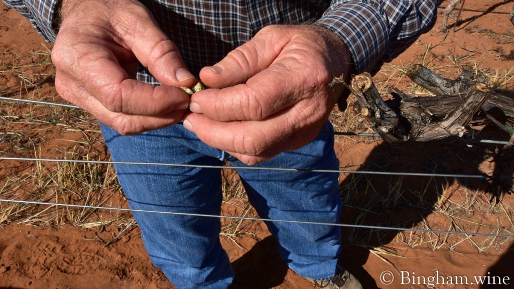 20.04.05_Mourvedre_003-1200x675(16x9) | Bingham Family Vineyards budding grapevine at bingham family vineyards meadow Texas