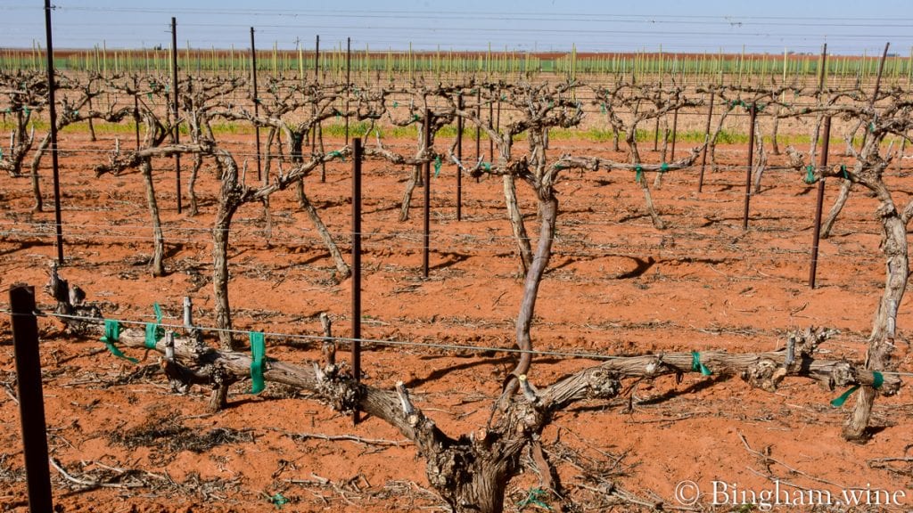 20.04.05_Mourvedre_060-1200x675(16x9) | Bingham Family Vineyards budding grapevine at bingham family vineyards meadow Texas