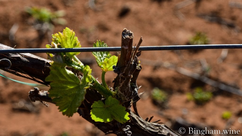 20.04.05_Mourvedre_077-1200x675(16x9) | Bingham Family Vineyards Mourvedre buds on a vine growing at Bingham Family Vineyards