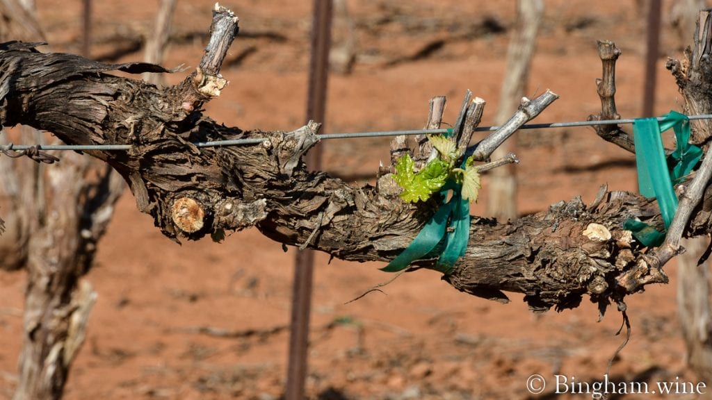 20.04.05_Mourvedre_098-1200x675(16x9) | Bingham Family Vineyards budding grapevine at bingham family vineyards meadow Texas