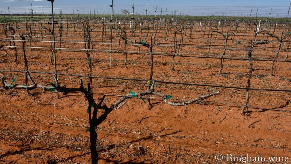 20.04.05_Tempranillo_035-1200x675(16x9) | Bingham Family Vineyards budding grapevine at bingham family vineyards meadow Texas