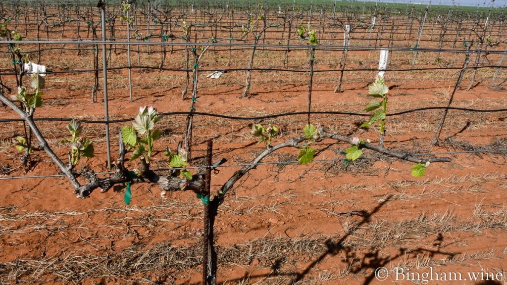 20.04.05_Teroldego_023-1200x675(16x9) | Bingham Family Vineyards budding grapevine at bingham family vineyards meadow Texas