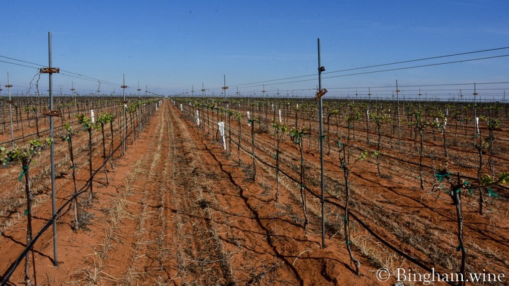20.04.05_Teroldego_028-1200x675(16x9) | Bingham Family Vineyards sprouting grapevine at bingham family vineyards meadow Texas